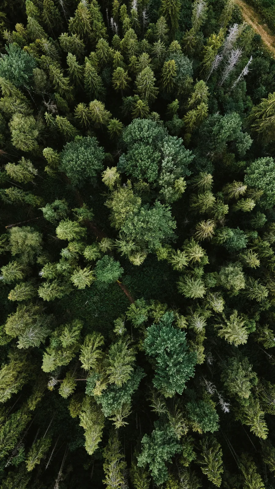 Arbres — Platane
